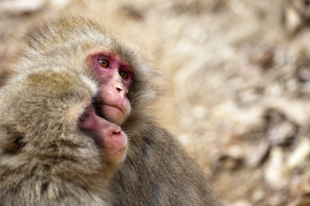 Our Japan Language study tours for teenagers take us to Monkey Park Iwatayama, where we see adorable monkeys up close.